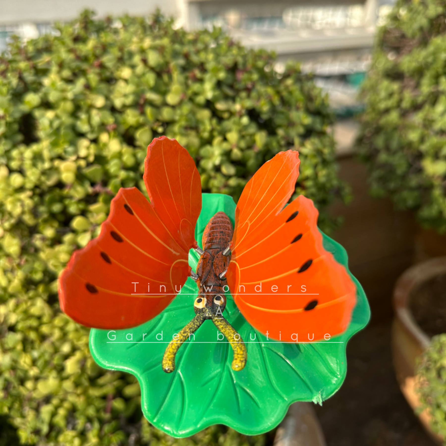 #S19 Butterfly Orange 3