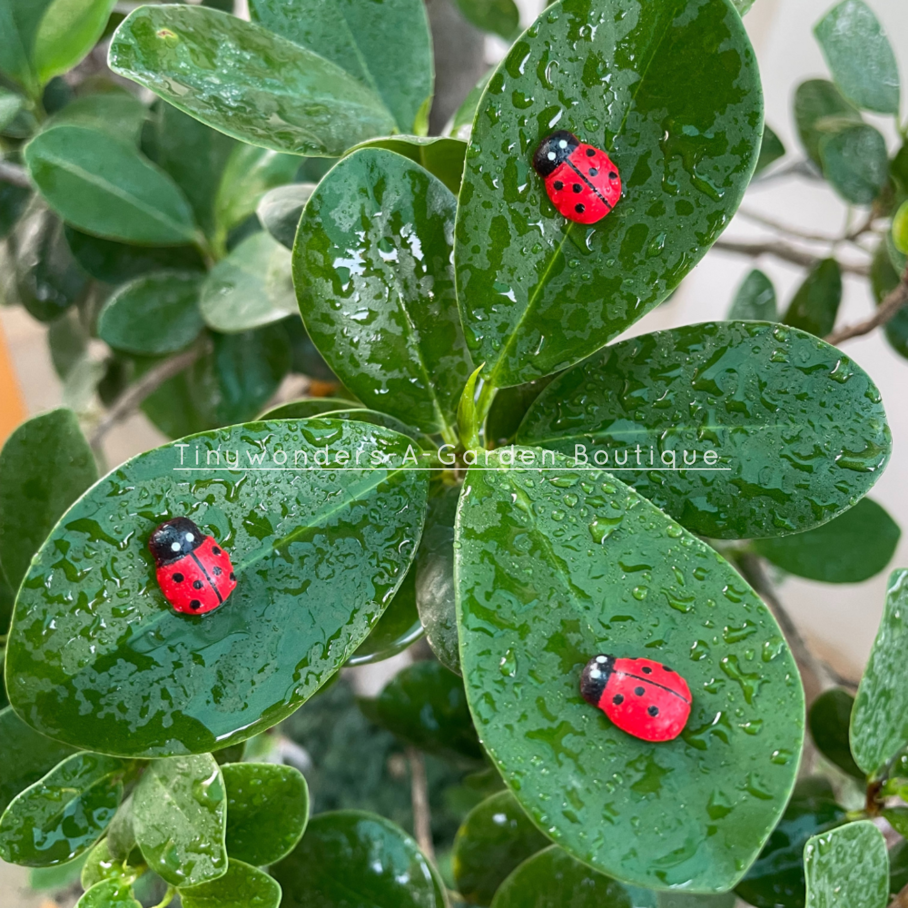 #302 Miniature Lady Bug ( set of 25 )