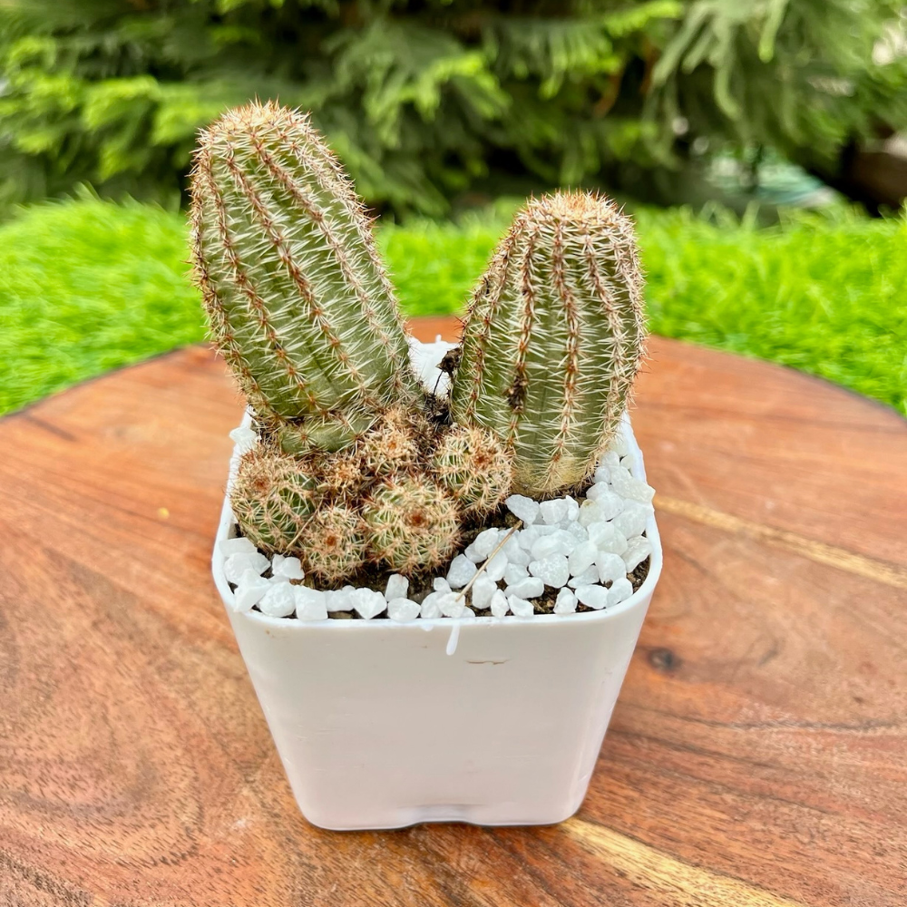 S28 Cactus