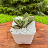 S45 Gasteria