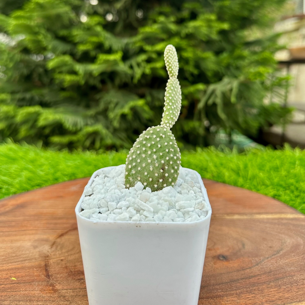 S64 Bunny Cactus White