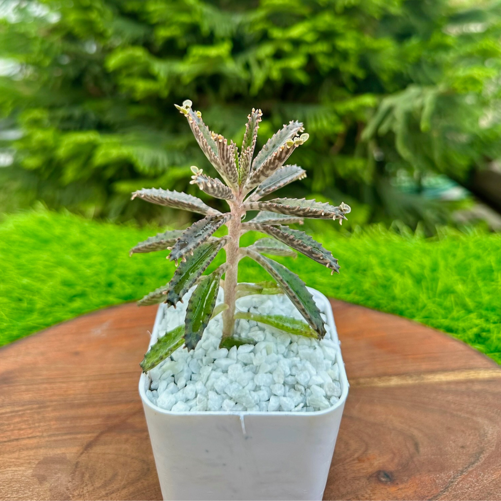 S72 Mother Of Thousands