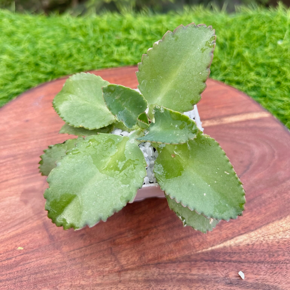 S73 Mother Of Thousands