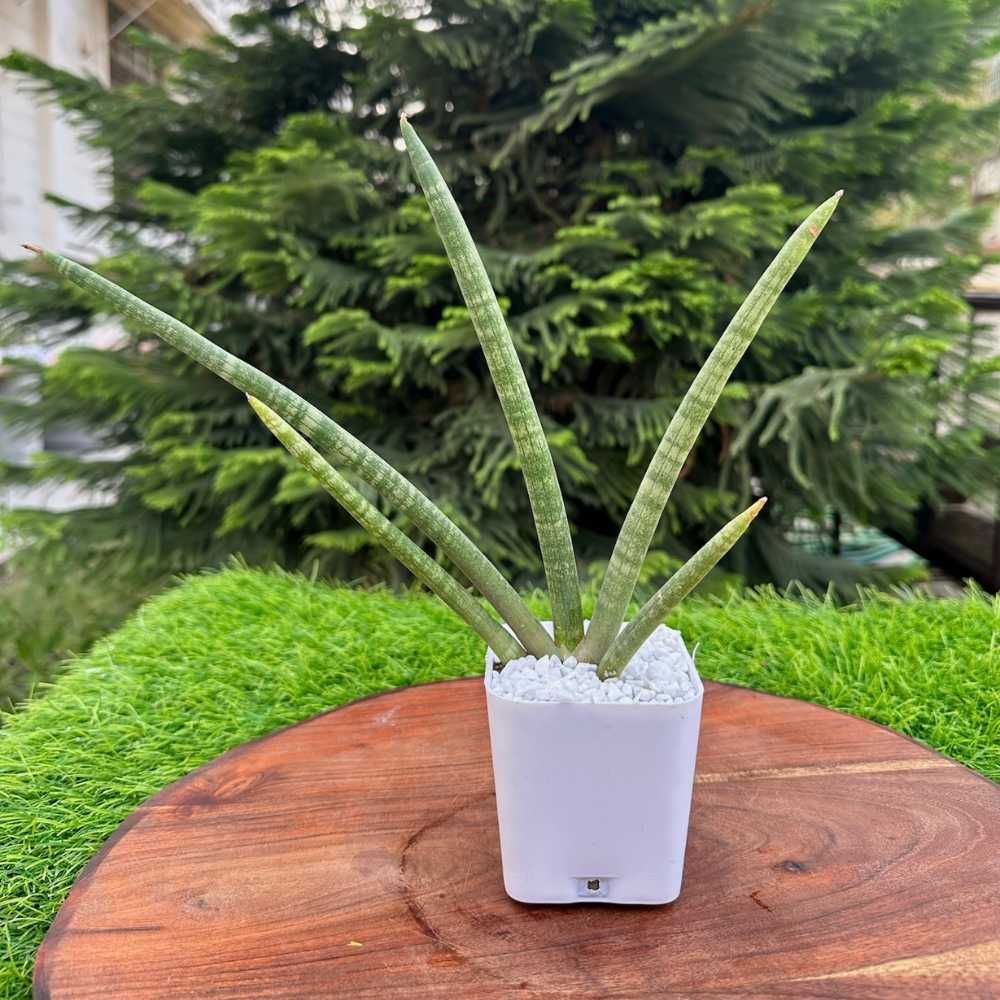 S78 Sansevieria Cylindrical