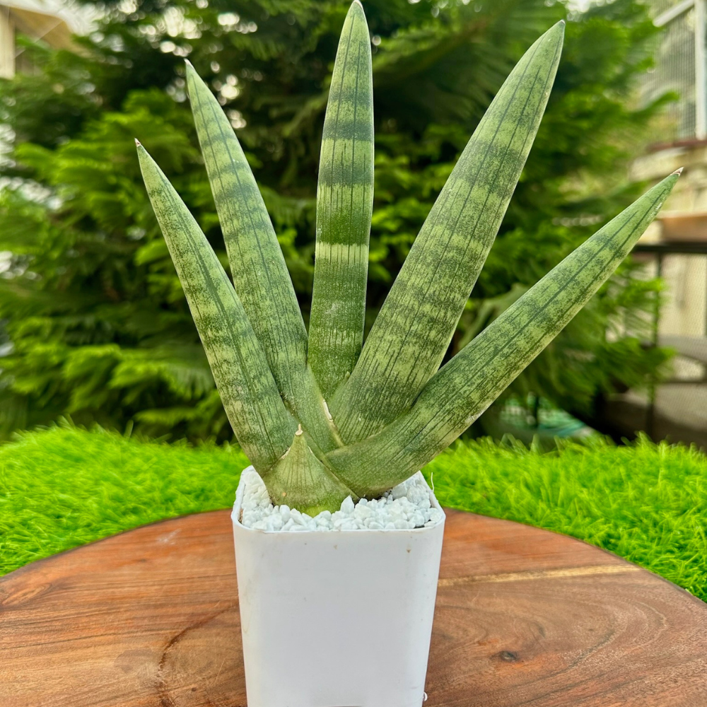 S80 Sansevieria Boncel