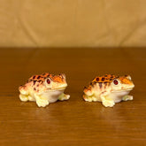 #456 Colourful Toad (Per Unit) Random Colour