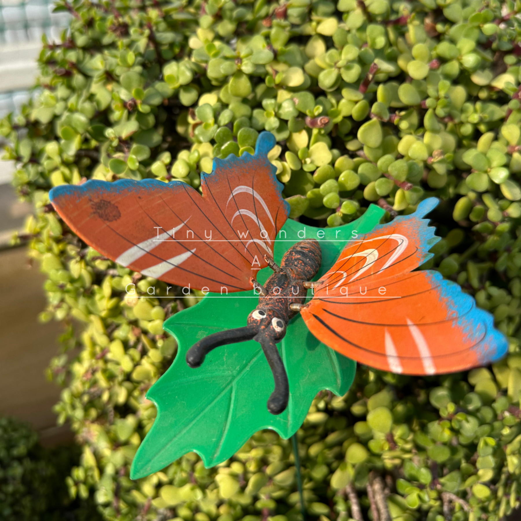 #S32 Butterfly Orange 4
