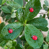 #302 Miniature Lady Bug ( set of 25 )