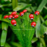 #S59 Lady Bug Stick ( Set Of 10 )