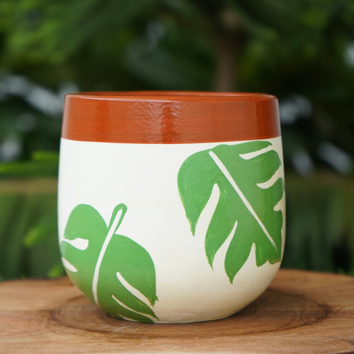 Monstera Terracotta planters