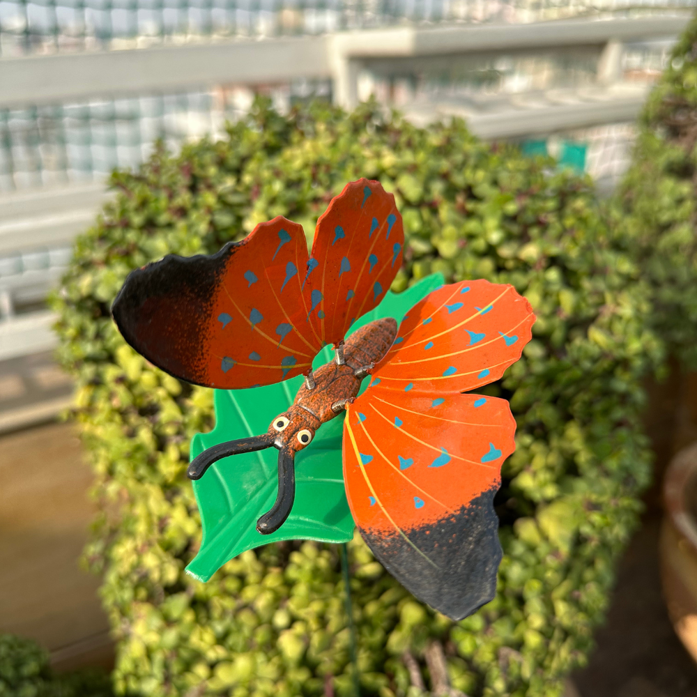 Butterfly Orange 1