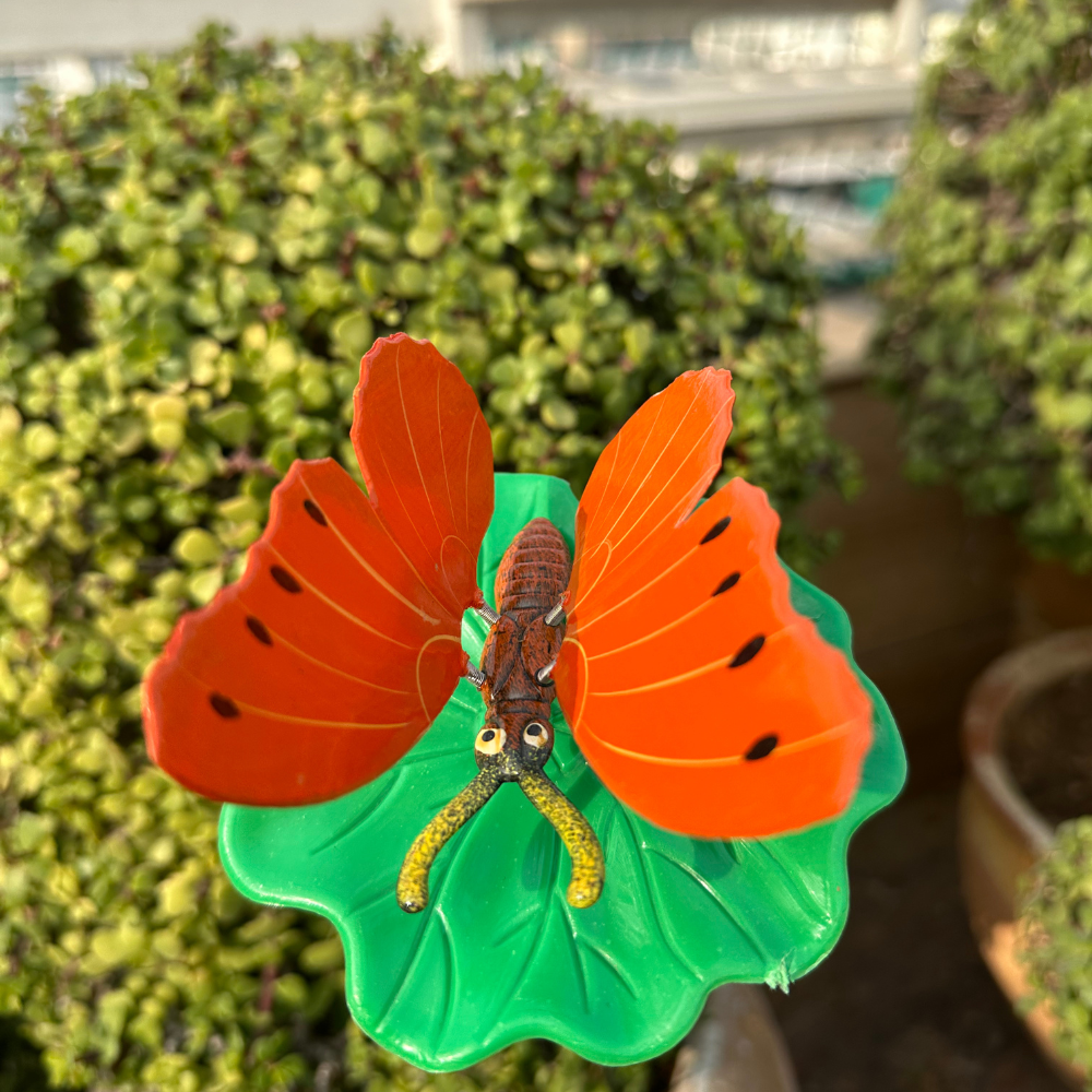 Butterfly Orange 3