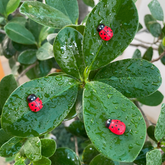 #302 Lady Bug ( set of 10 )