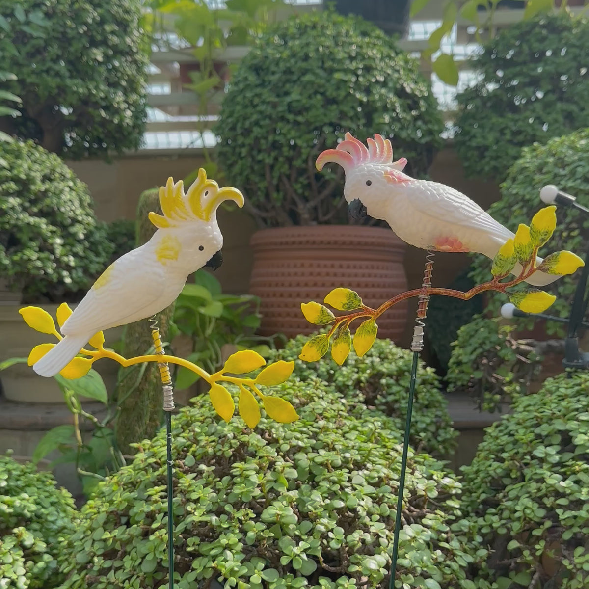 Beauteous Cockatoo ( Set Of 2)